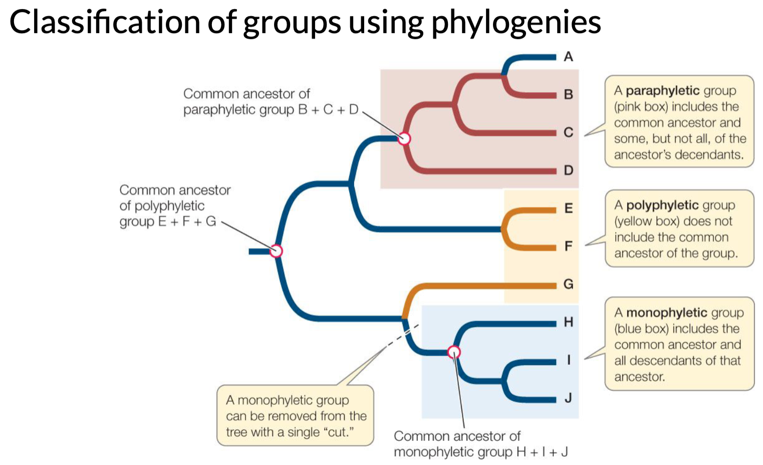 <p>Includes common ancestor and some, but not all, of the ancestors descendants</p>