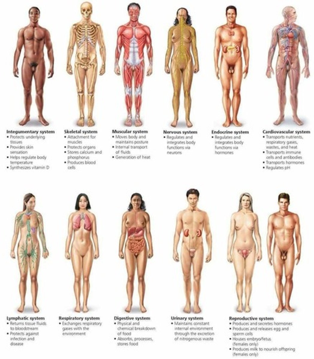 <p>the organ system that controls and coordinates body activities through electrical signals</p>