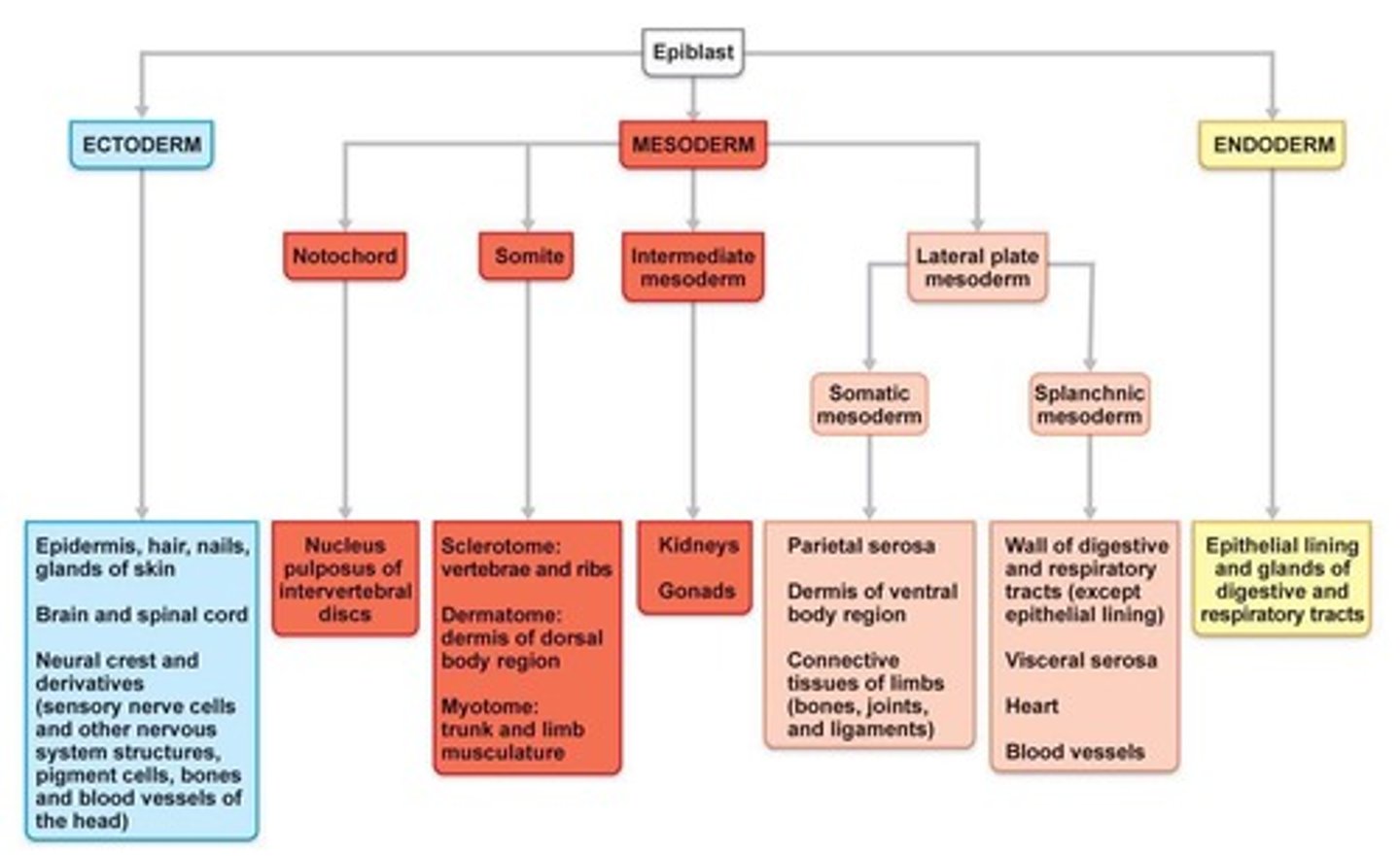 <p>Sites where bone formation begins.</p>