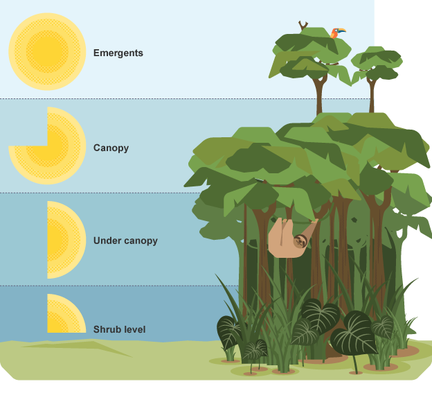 <ul><li><p>emergent layer: highest of the treetops, much sun exposure</p></li><li><p>canopy layer: a level plane where branches don’t overlap</p></li><li><p>understory layer: branches and vines for suspensory locomotion</p></li><li><p>forest floor: the ground, very little sun exposure</p></li></ul><p></p>