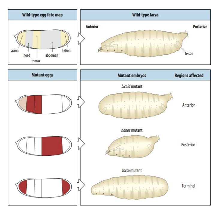<ul><li><p>Bicoid→ anterior strucutures</p></li><li><p>nanos→ posterior strucutures</p></li><li><p>torso→ terminal</p></li></ul><p></p><p></p><ul><li><p>In each case→ embryos/larvae produced LACK these particular strucutures</p></li></ul><p></p>