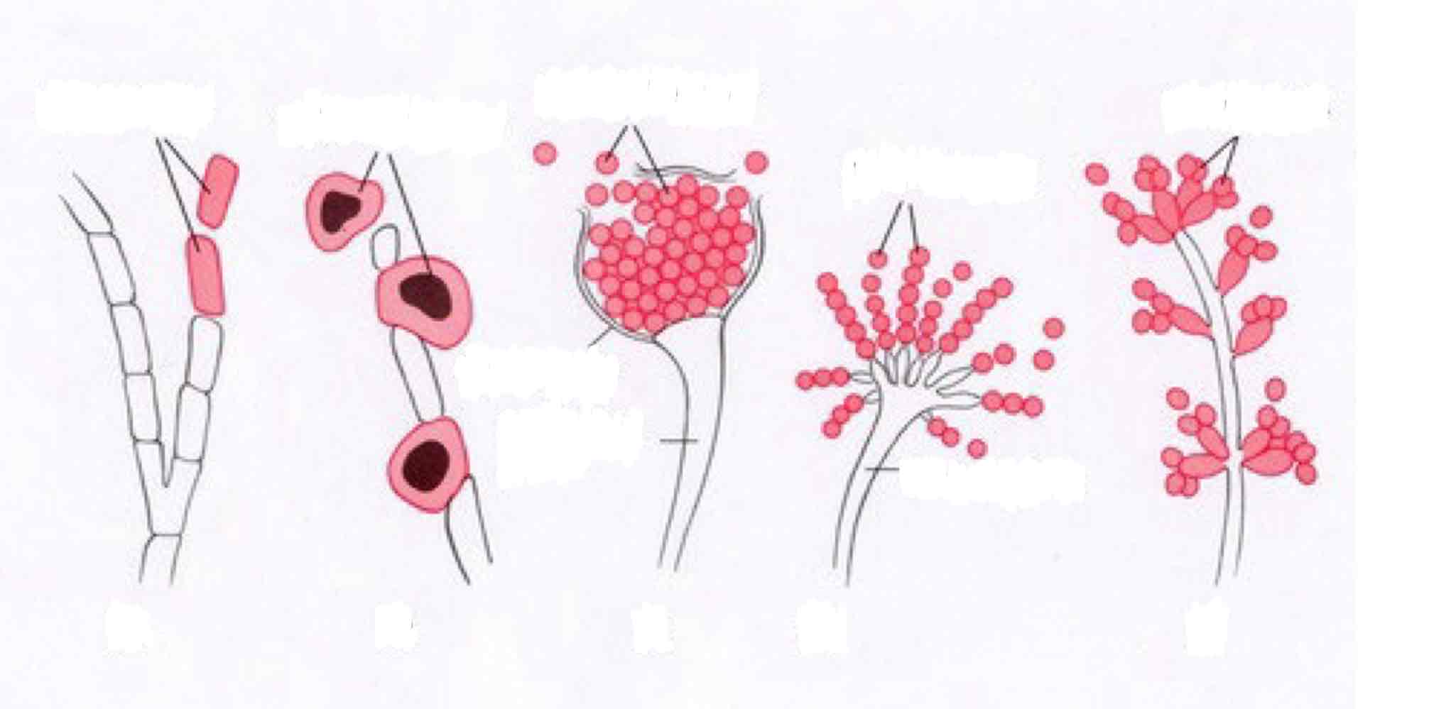 <p>Name these asexual spores</p>