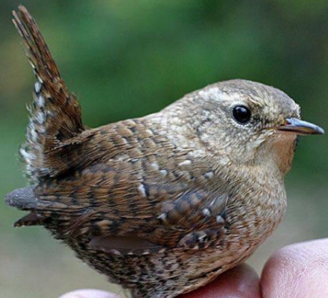 <p>Troglodytes troglodytes</p>