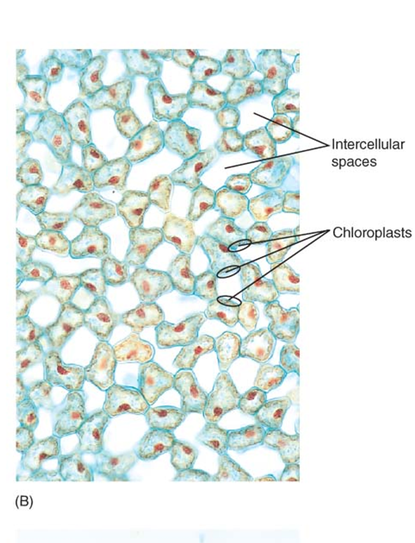 <p>specialized photosynthetic parenchyma cells</p><ul><li><p>thin walls allow light and CO<sub>2</sub> to pass through to chloroplast</p></li><li><p>other types of pigmented cells are also parenchyma</p><ul><li><p>petals and fruits</p></li><li><p>thin walls of parenchyma cells also allow pigments to be seen</p></li><li><p>any part of a plant that is <span style="color: rgb(255, 71, 71);"><strong>colored</strong></span>, is likely parenchyma </p></li></ul></li></ul><p></p>