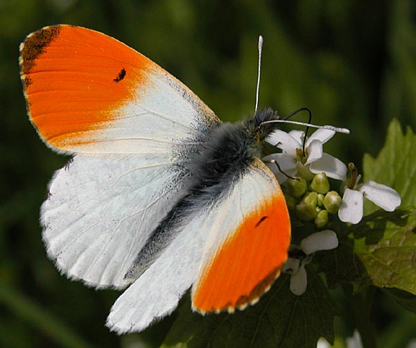 <p>Species of insect.</p>