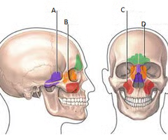 <p>air spaces located in bones of skull which open into the meatuses</p>