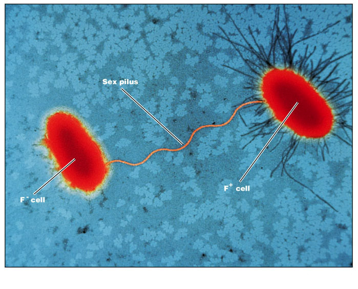 <p>attaches to other cells to pass DNA from one bacterial cell to another</p>