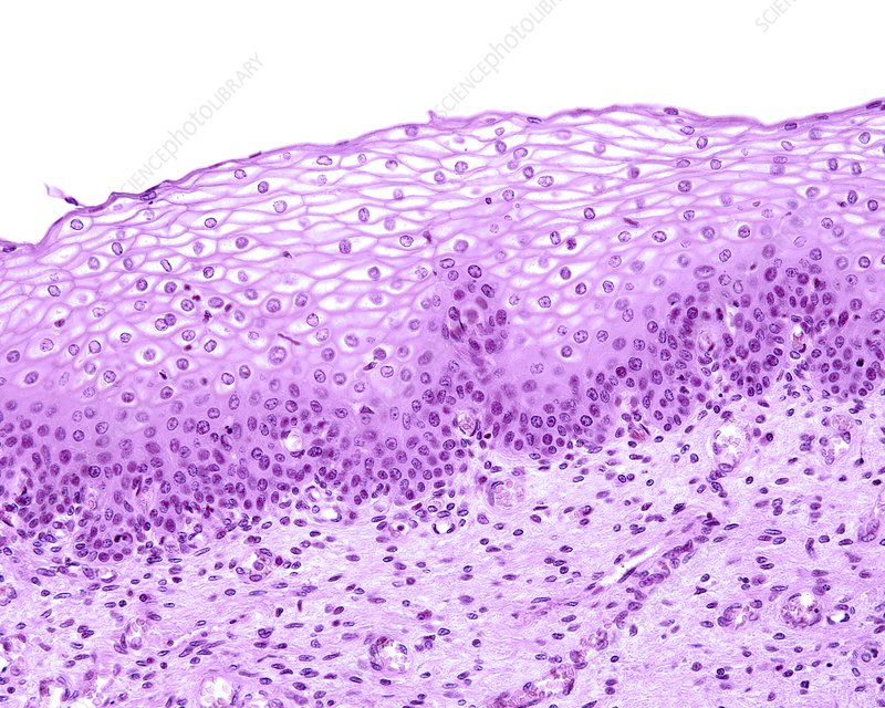 <p>Name this tissue</p>