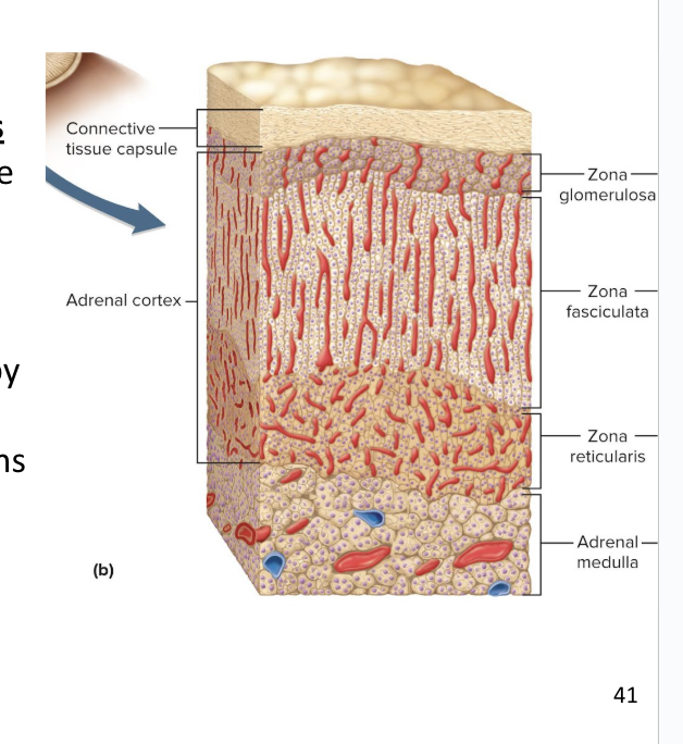 <p>Adrenal cortex surrounds the medulla and secretes several corticosteroids (hormones) from 3 layers of glandular tissue</p><ul><li><p>zona glomerulosa</p></li><li><p>zona fasciculata</p></li><li><p>zona reticularis</p></li></ul><p></p>