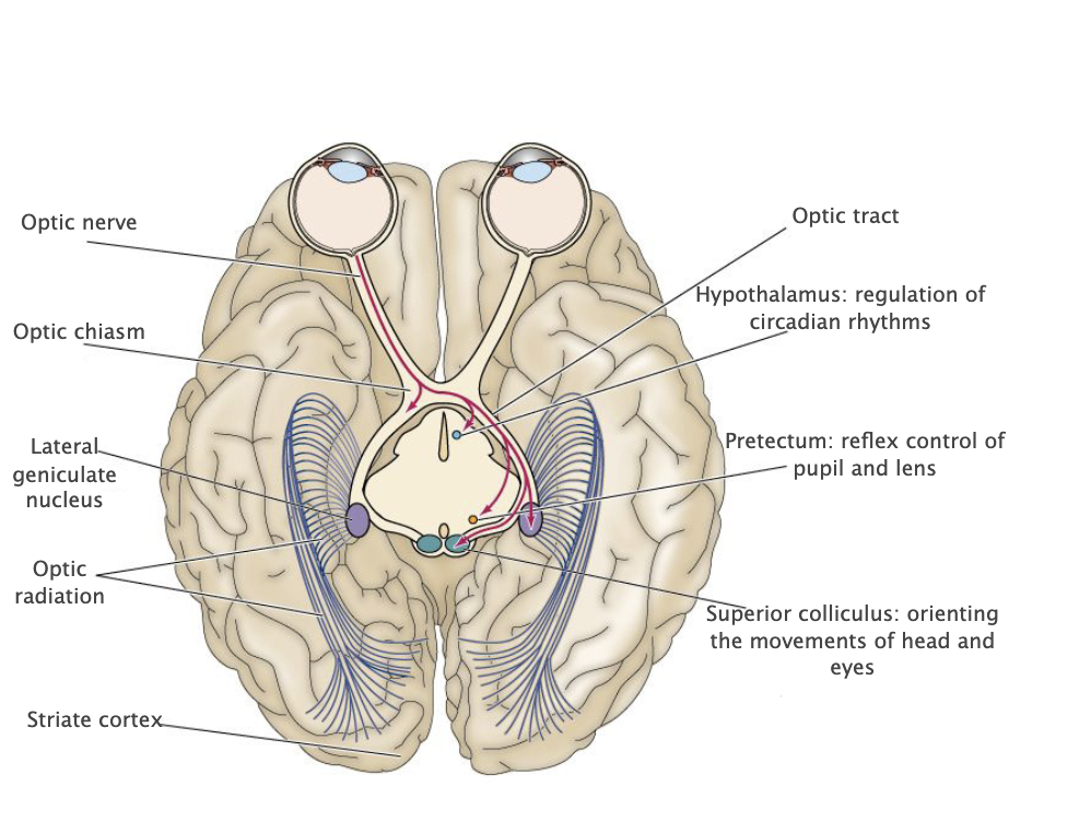 <p>Optic radiations</p>