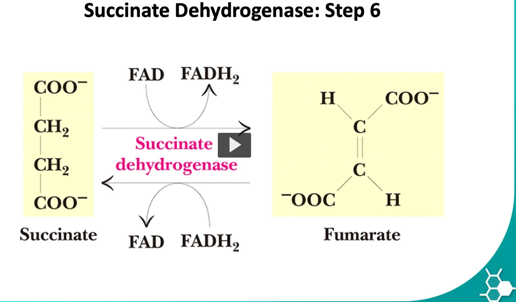 <p>the sixth step is where succinate is converted to fumarate by the enzyme called succinate dehydrogenase</p><p>this is the only step where FAD will be oxidized and produce FADH2.</p><p>the enzyme is bound in the inner membrane of the mitochondria.</p><p>the reason is this enzyme participates in kreb’s cycle but also in oxidative phosphorylation.</p><p>succinate, FAD, FADH2, succinate dehydrogenase, fumarate  </p><p>You are describing <strong>Step 6 of the Krebs (TCA) cycle</strong>, where <strong>succinate is oxidized to fumarate</strong> and <strong>FAD is reduced to FADH₂</strong>. This step is unique because the enzyme is also part of the <strong>electron transport chain (Complex II)</strong>.</p><p>Let’s break down the <strong>etymology, meaning, and role of each term</strong>, and then put the <strong>biochemical puzzle together</strong>.</p><p><u>The Reaction (Step 6) </u></p><p><span>Succinate+FAD→Fumarate+FADH2</span></p><p>Enzyme: <strong>Succinate dehydrogenase</strong></p><p><u>1. Succinate Etymology </u></p><p><strong>Succinate</strong> comes from <strong>succinic acid</strong>.</p><ul><li><p>Latin <strong>succinum</strong> = <strong>amber</strong></p></li><li><p>Succinic acid was first isolated from <strong>amber resin</strong></p></li></ul><p>The suffix <strong>-ate</strong> means the <strong>ion or salt of an acid</strong>.</p><p> Meaning </p><p>Succinate is a <strong>4-carbon molecule</strong> in the Krebs cycle.</p><p>Structure conceptually:</p><p>HOOC–CH₂–CH₂–COO⁻</p><p> Use Succinate is the <strong>substrate</strong> that gets oxidized in Step 6.</p><p>During the reaction, it <strong>loses two hydrogens</strong> and becomes <strong>fumarate</strong>.</p><p><u>2. FAD Etymology </u></p><p><strong>FAD = Flavin Adenine Dinucleotide</strong></p><p>Breakdown: <strong>Flavin</strong></p><ul><li><p>from Latin <strong>flavus</strong> = <strong>yellow</strong></p></li><li><p>flavin molecules are yellow pigments</p></li></ul><p><strong>Adenine</strong></p><p>a nitrogenous base in nucleotides</p><p><strong>Dinucleotide</strong></p><p>two nucleotides linked together.</p><p>Meaning </p><p>FAD is a <strong>coenzyme that accepts electrons and hydrogen atoms</strong>.</p><p>Use  In this step: <span>FAD→FADH2</span> </p><p>It captures <strong>2 hydrogens and 2 electrons</strong> from succinate.</p><p><u>3. FADH₂ Etymology </u></p><p>Same root as FAD, but with <strong>H₂</strong> meaning <strong>two hydrogens added</strong>.</p><p> Meaning </p><p><strong>FADH₂ = the reduced form of FAD</strong></p><p>It now carries <strong>high-energy electrons</strong>.</p><p>Use FADH₂ transfers those electrons to the <strong>electron transport chain</strong>, producing ATP.</p><p><u>4. Succinate Dehydrogenase Etymology </u></p><p><strong>Succinate </strong>the substrate molecule.</p><p><strong>Dehydrogenase</strong></p><ul><li><p><strong>de-</strong> = remove</p></li><li><p><strong>hydrogen</strong></p></li><li><p><strong>-ase</strong> = enzyme</p></li></ul><p>Meaning: <strong>An enzyme that removes hydrogen from succinate.</strong></p><p>Meaning: This enzyme <strong>removes two hydrogens from succinate</strong>, transferring them to <strong>FAD</strong>.</p><p>Use It catalyzes: <span>Succinate→Fumarate</span></p><p>while producing <strong>FADH₂</strong></p><p><u>5. Fumarate Etymology </u></p><p><strong>Fumarate</strong> comes from <strong>fumaric acid</strong>.</p><ul><li><p>Latin <strong>fumus</strong> = <strong>smoke</strong></p></li></ul><p>Fumaric acid was first isolated from <strong>fumitory plants</strong>.</p><p>Meaning Fumarate is another <strong>4-carbon Krebs cycle intermediate</strong>.</p><p>Structure: HOOC–CH=CH–COO⁻</p><p>Notice the <strong>double bond between the carbons</strong>.</p><p>Use Fumarate continues into the next step of the Krebs cycle: <span>Fumarate→Malate</span></p><p><u>Why this step is special </u></p><p>1. Oxidation occurs </p><p>Succinate loses hydrogen atoms. </p><p><span>Succinate→Fumarate</span></p><p> 2. FAD is reduced </p><p>FAD accepts the electrons and hydrogens: <span>FAD→FADH2</span> </p><p> 3. Enzyme location </p><p><strong>Succinate dehydrogenase is embedded in the inner mitochondrial membrane.</strong></p><p>This is unique because all other Krebs cycle enzymes are in the <strong>mitochondrial matrix</strong>.</p><p>4. Link to oxidative phosphorylation </p><p>Succinate dehydrogenase is also:</p><p><strong>Complex II of the electron transport chain.</strong></p><p>So this enzyme participates in both:</p><table style="min-width: 50px;"><colgroup><col style="min-width: 25px;"><col style="min-width: 25px;"></colgroup><tbody><tr><th colspan="1" rowspan="1"><p>Pathway</p></th><th colspan="1" rowspan="1"><p>Role</p></th></tr><tr><td colspan="1" rowspan="1"><p>Krebs cycle</p></td><td colspan="1" rowspan="1"><p>oxidizes succinate</p></td></tr><tr><td colspan="1" rowspan="1"><p>Electron transport chain</p></td><td colspan="1" rowspan="1"><p>transfers electrons to ubiquinone</p></td></tr></tbody></table><div data-type="horizontalRule"><hr></div><p> Putting the puzzle together </p><p>Step-by-step:</p><p> </p><ol><li><p><strong>Succinate loses two hydrogens</strong>.</p></li><li><p>The molecule forms a <strong>double bond</strong>, becoming <strong>fumarate</strong>.</p></li><li><p><strong>FAD accepts the hydrogens</strong>, becoming <strong>FADH₂</strong>.</p></li><li><p>The electrons from FADH₂ enter the <strong>electron transport chain</strong>.</p></li></ol><p></p>