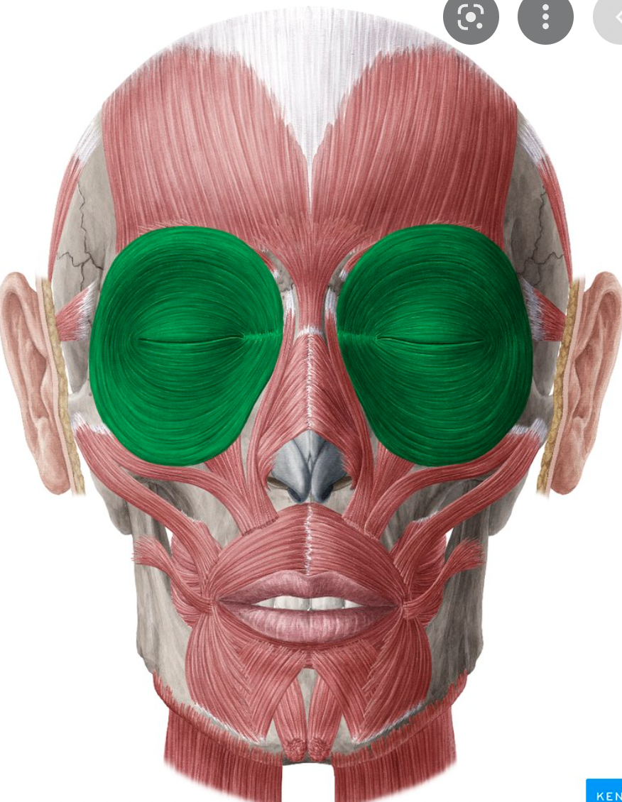 <p>origin : frontal and maxillary insertion : tissue and eyelid</p>