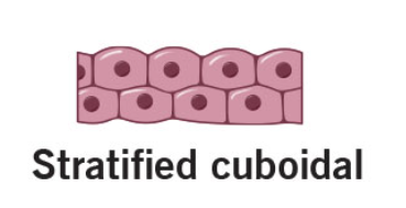 <p>protective tissue </p><ul><li><p>mammary gland </p></li><li><p>sweat/salivary gland </p></li></ul><p></p>