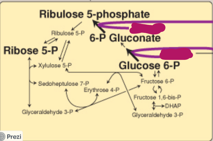 <p>Label this step of the PPP.</p>