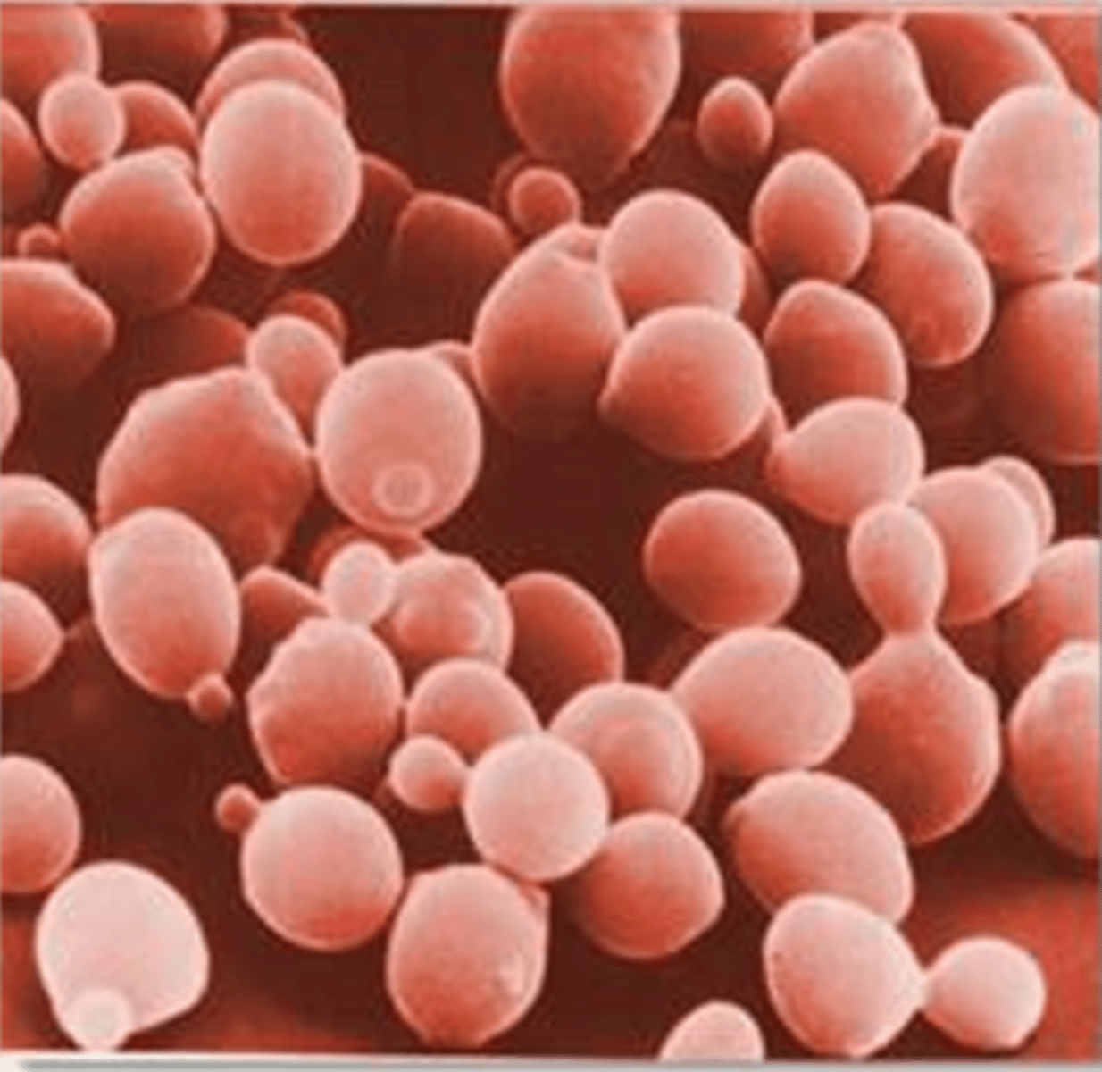 <p>I am unicellular and can be used to make bread. I am heterotrophic and reproduced by budding.</p>