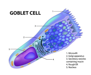 <p>Epithelial cell that has a primary function in creating and secreting mucus.</p><p></p>