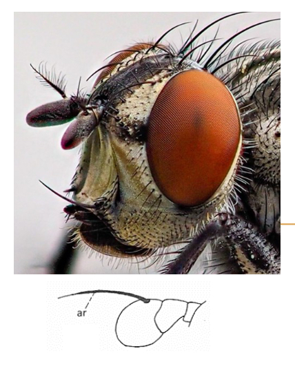 <p>Aristate Antennae</p>