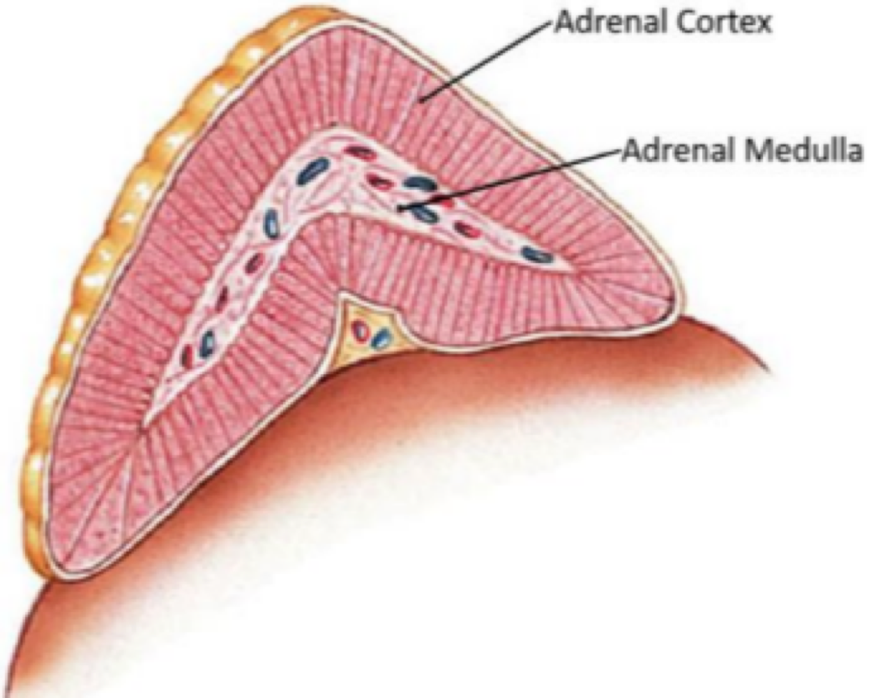 <p>Adrenal gland cortex </p>