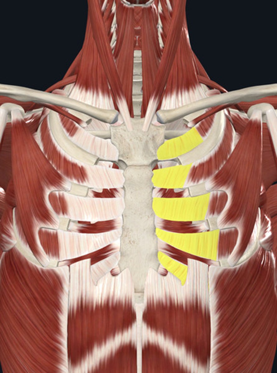 <p>Muscles aiding in inhalation</p>