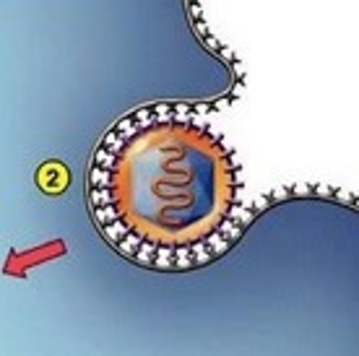 <p>virion nucleic acid is injected into the cell</p>