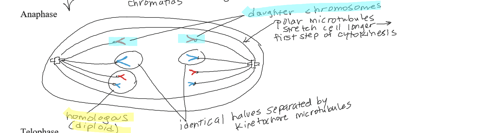 The chromosomes separate at the centromere. Polar microtubules (cytoskeletal elements) stretch the cell longer (first part of cytokinesis).