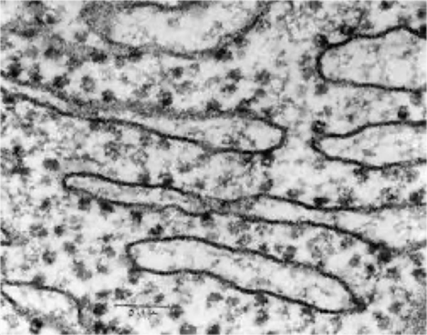 <p>Sites of protein synthesis, found free or on RER.</p>