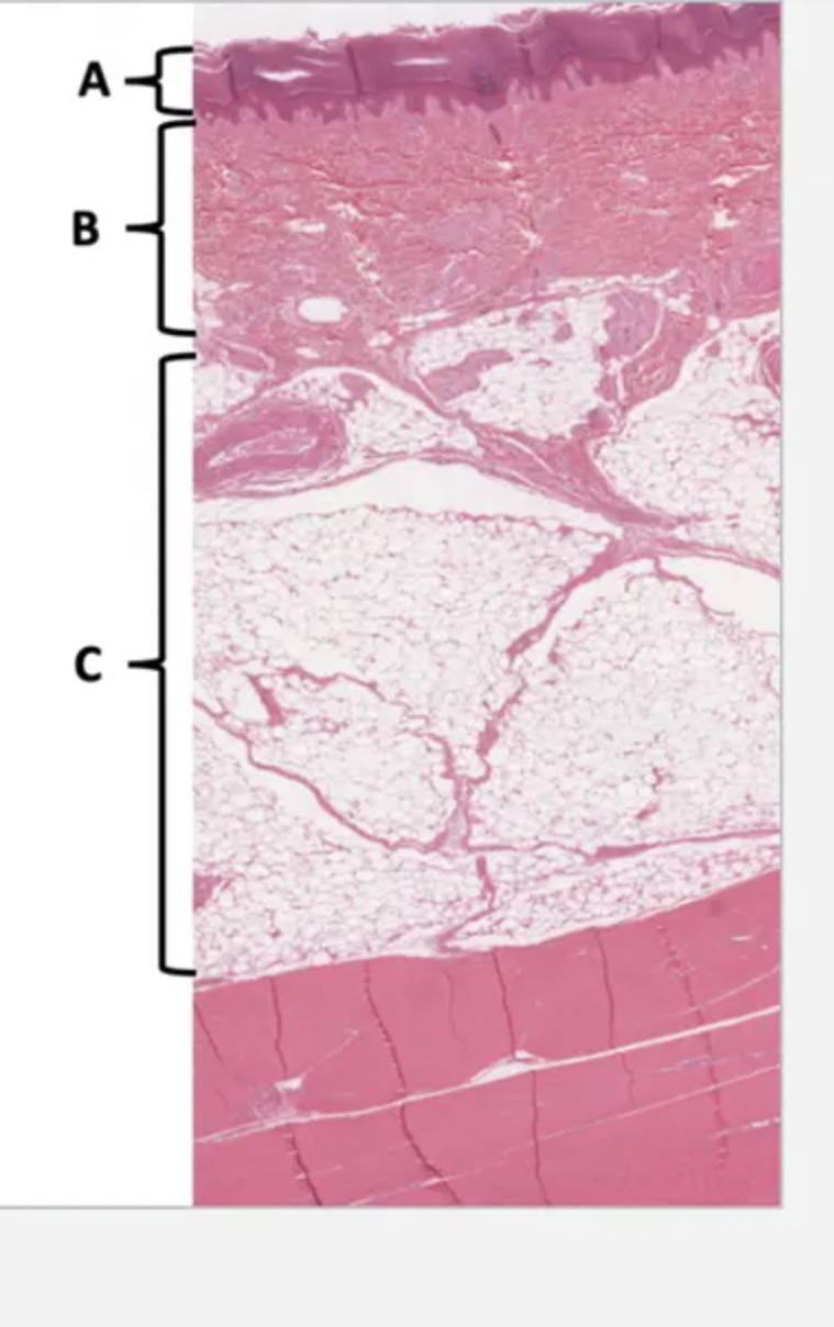 Which layer contains Meisner’s corpuscles