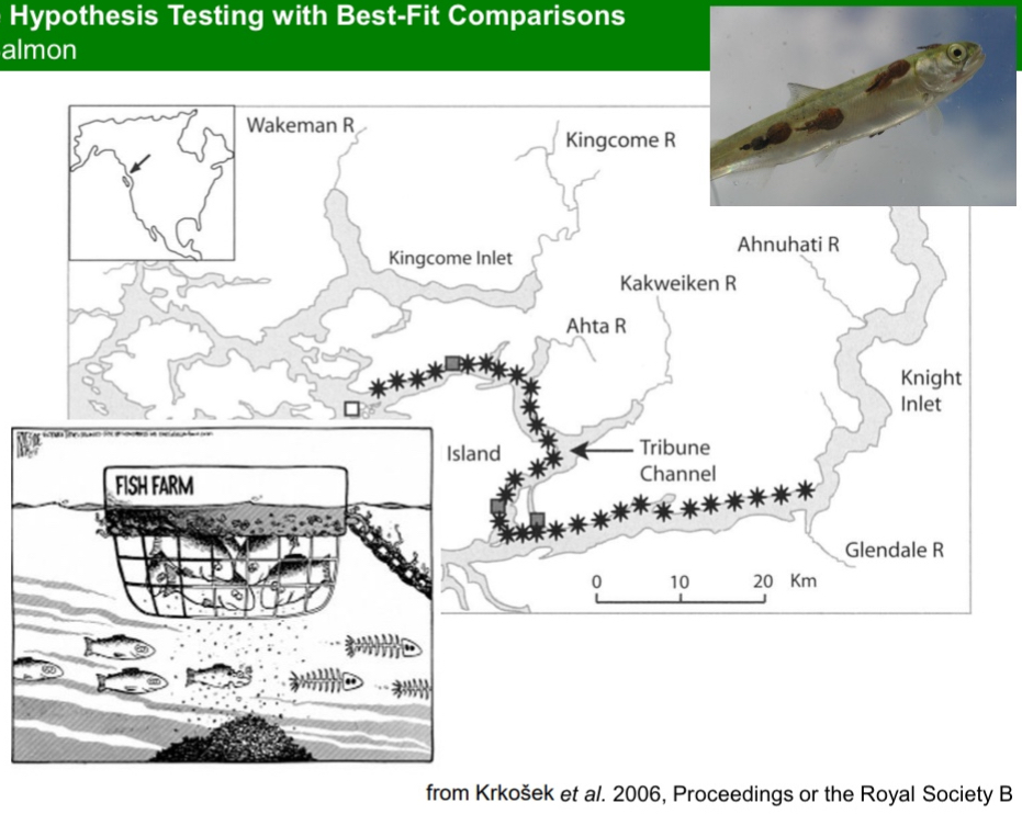 <ul><li><p>In the early 2000s, infestations of young juvenile salmon with a parasitic copepod, commonly known as “sea louse”, began being reported from the Broughton Archipelago, BC.</p></li><li><p>Suspicions began to emerge that the sea lice may be originating from one or more fish farms along the salmon migration route.</p></li><li><p>Sampling within the farm is not possible. Experimentally removing the farm is also not possible. So, how can we evaluate the evidence for this hypothesis?</p></li></ul><p></p>