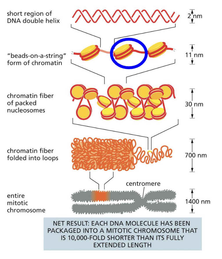 <ol><li><p>DNA double helix wraps around proteins 1 and 2/3 times. This is called ‘beads on a string’ form of chromatin</p></li><li><p>When looking at the individual protein wrapped with DNA, that is called a Nucleosome (the blue circle)</p></li><li><p>Nucleosomes can pack together to make a 30nm fibre</p></li><li><p>The fibre can then package into loops and make an entire chromosome</p></li></ol><p></p>