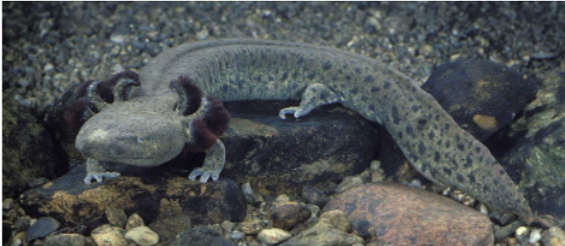 <p>mudpuppy</p>