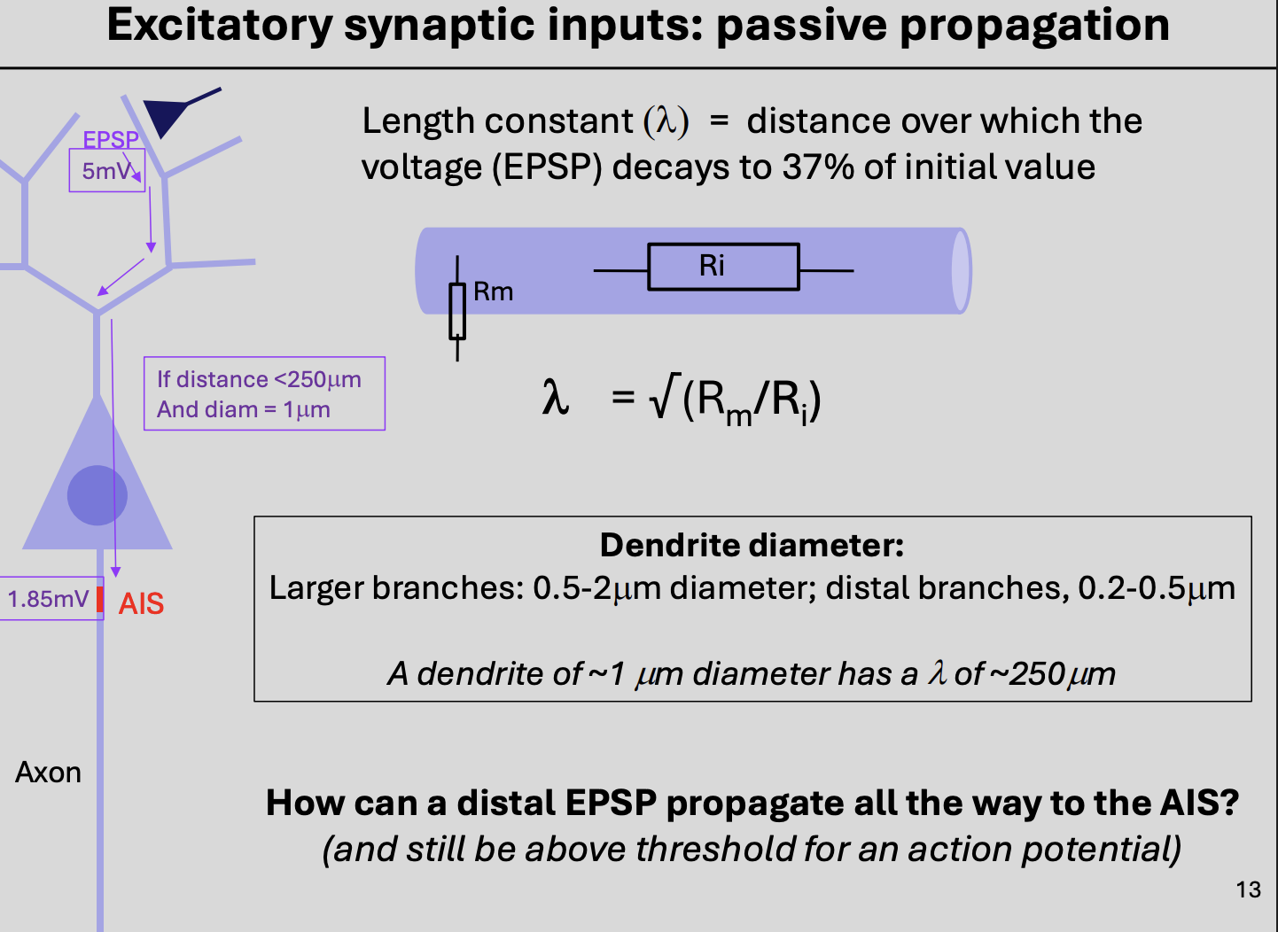 <ol><li><p>EPSP must propagate along the dentries towards the soma</p></li><li><p>into axon to reach AIS</p></li></ol><p>but…</p><p></p>