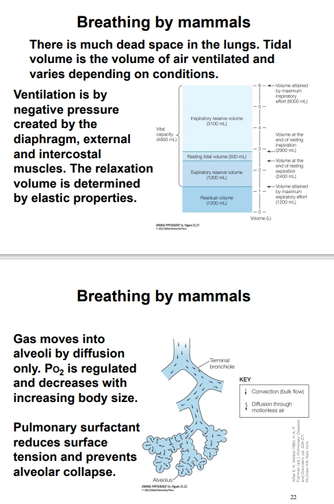 <ul><li><p>Mammals have highly branched respiratory airways leading to millions of <strong>alveolar sacs</strong>, which increase surface area extensively for gas exchange, creating a huge internal surface.</p></li><li><p>Ventilation via diaphragm creates negative pressure in the thoracic cavity, drawing air into the lungs. Mammals experience elastic recoil of the lungs and chest wall for passive exhalation after inhalation, aided by relaxation of the diaphragm and intercostal muscles.</p></li></ul><p></p>