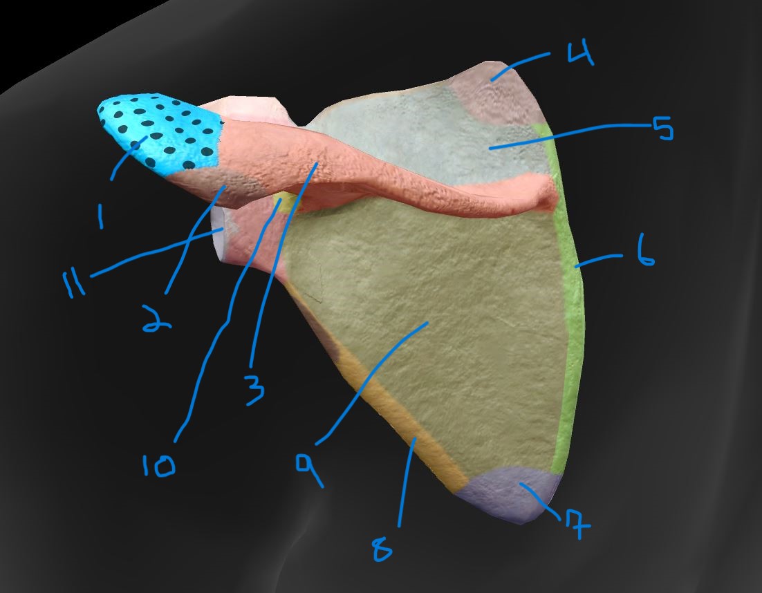 <p>Label scapula 5</p>