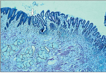 <p>Identify the structure:</p><p>Specie:</p><p>Stain used:</p>