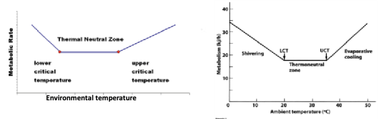 <p>The temperature range over which an endothermic animal at rest can maintain its metabolic rate and temperature without appreciable change&nbsp;</p>