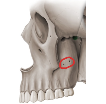 <p>O agujeros dentarios posteriores</p><p>Uno de los 8 agujeros de la hendidura pterigomaxilopalatina</p>