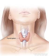 <p><strong>Thyroid Stimulating Hormone  </strong></p>