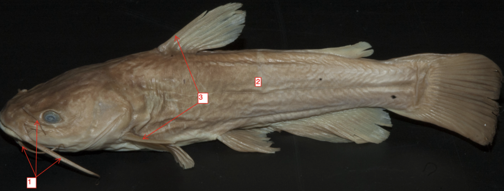 <p>!</p><p>phylum</p><p>subphylum</p><p>superclass</p><p>class</p><p>subclass</p><p>infraclass</p><p>order</p>