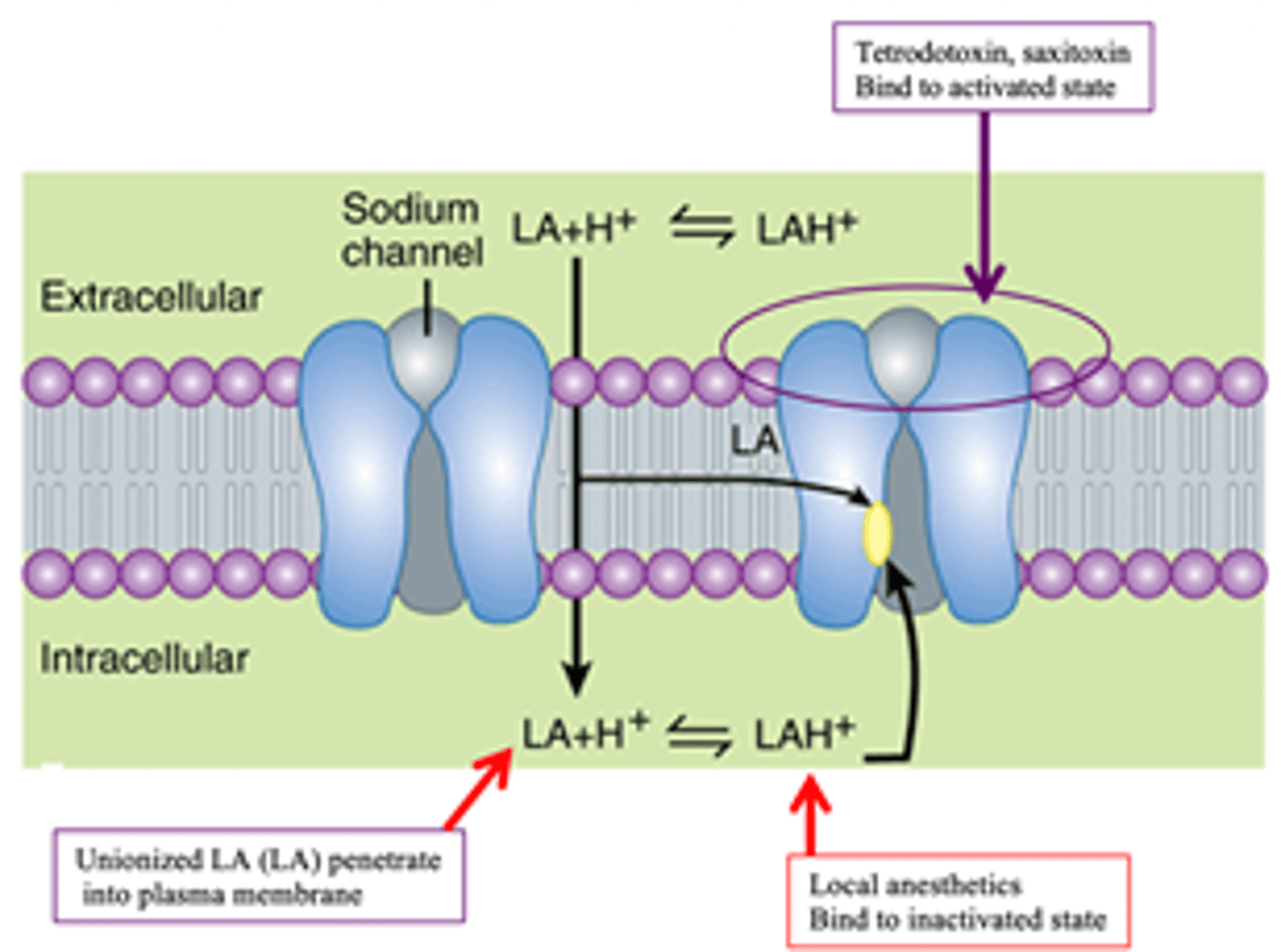 <p>Reversibly block sodium (Na+) channels, thus preventing depolarization (reduces influx of Na+) which will block conduction of nerve impulses</p>