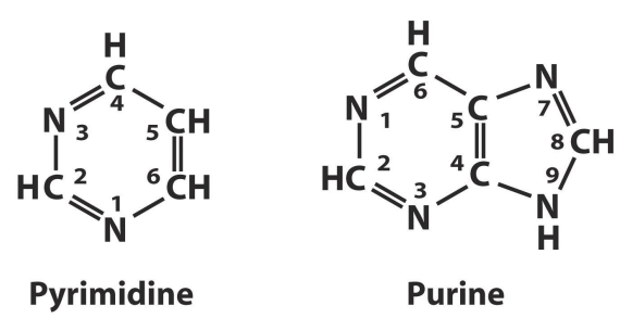 <p>Nitrogen 1 on pyrimidine links to the sugar and Nitrogen 9 on the purine links to the sugar (deoxyribose or ribose) at 1’ on the sugar</p>