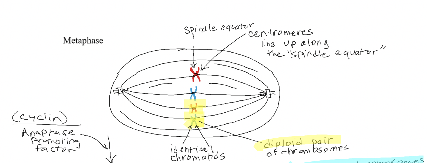 The chromosomes line up at the spindle equator. 