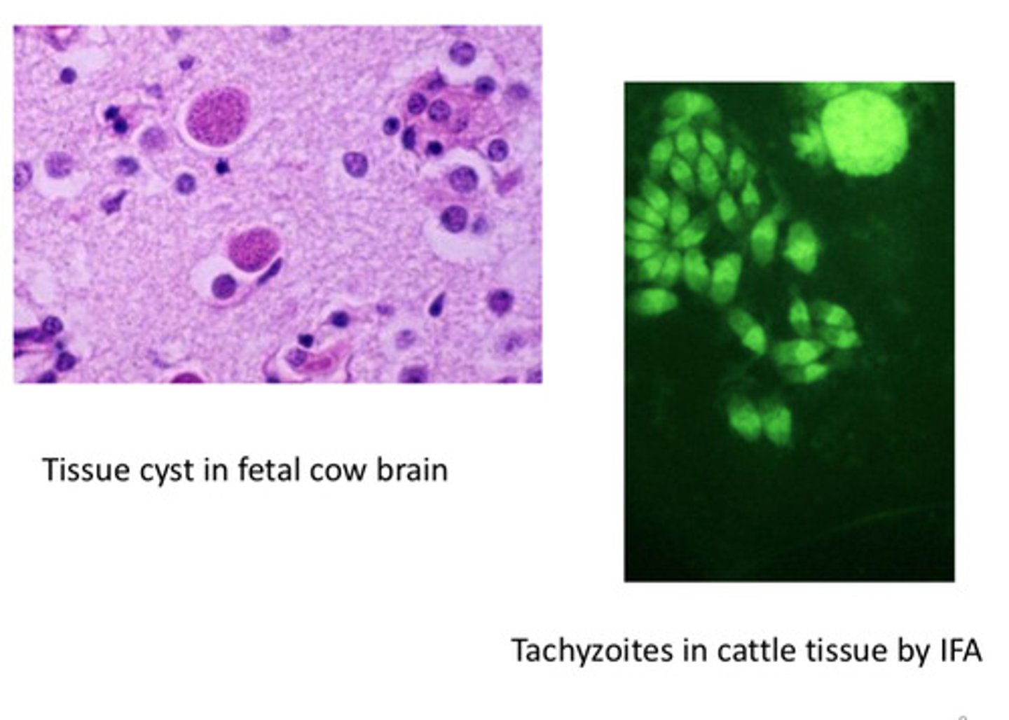 <p>ID the following parasite</p>