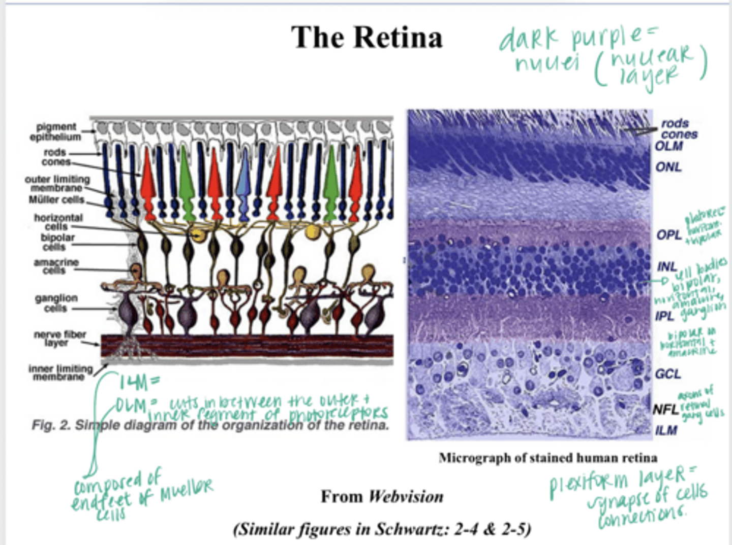 <p>What are the lateral cells of the retina that modify the signals from photoreceptors-->bipolar--> ganglion cells?</p>