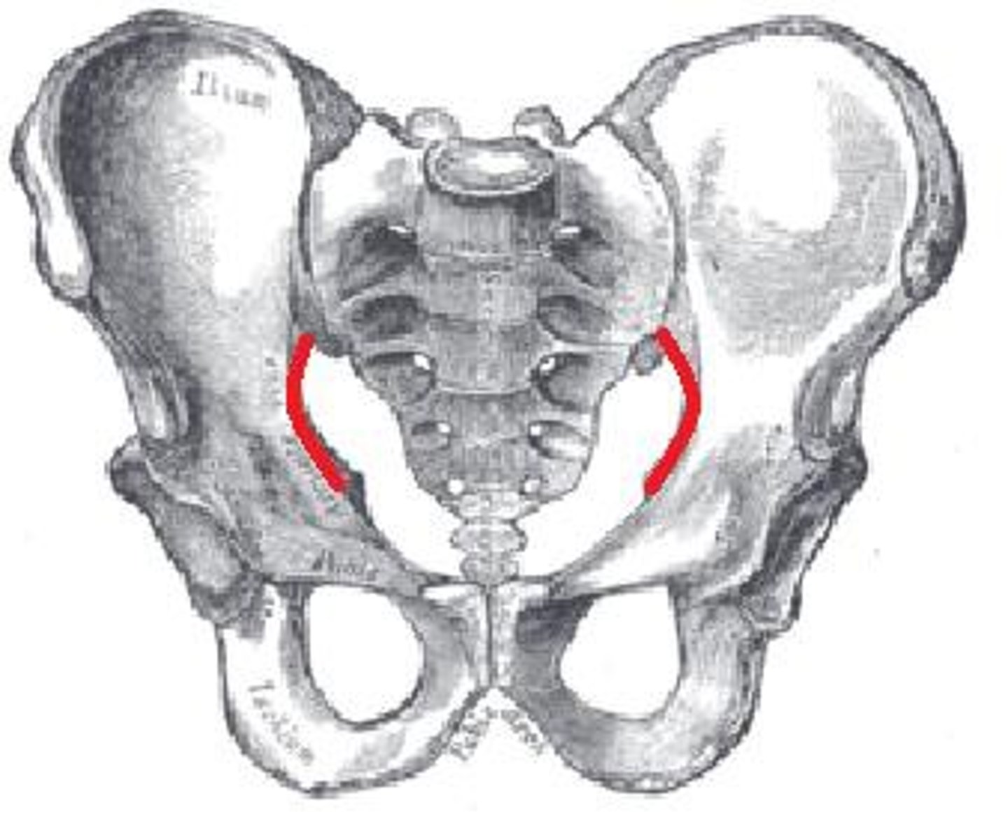 <p>Arcuate Line</p>