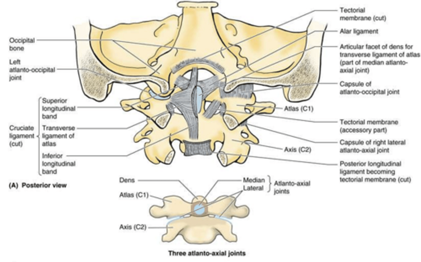 <p>Cross-shaped ligament connecting the dens to lateral masses of the atlas, foramen magnum, and C2 body.</p>