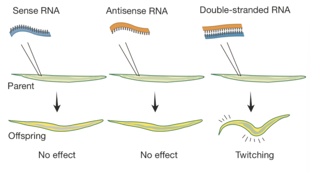 <p>RNA for a muscle protein is injected into C. elegans</p><ul><li><p>When single-stranded RNA is injected, it has no effect</p></li><li><p>When double-stranded RNA is injected, the worm starts twitching in a similar way to worms carrying a defective gene for the muscle protein</p></li><li><p>Craig and Mello performed in situ hybridizations to confirm their results</p><ul><li><p>Uninjected embryo → normal staining</p></li><li><p>Single-stranded antisense RNA → less staining but staining was still present</p></li><li><p>Double-stranded antisense and sense RNA → complete lack of staining</p></li></ul></li></ul><p></p>