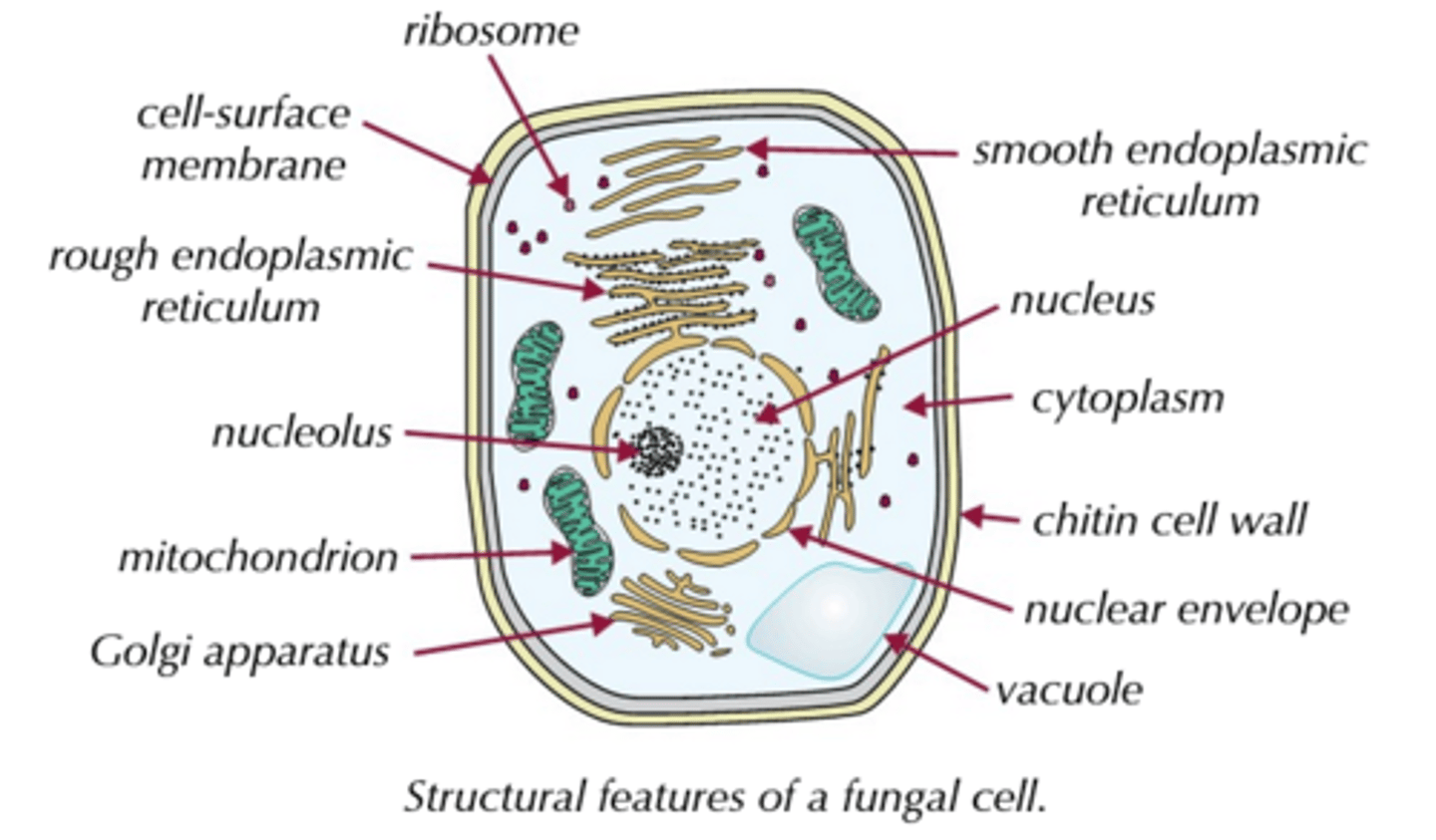 <p>- Fungi can also be multicellular (e.g. mushrooms) or unicellular (e.g. yeast).<br>- Fungal cells are also a lot like plant cells, but with two key differences: <br>1) Their cell walls are made of chitin, not cellulose.<br>2) They don't have chloroplasts (because they don't photosynthesise).</p>