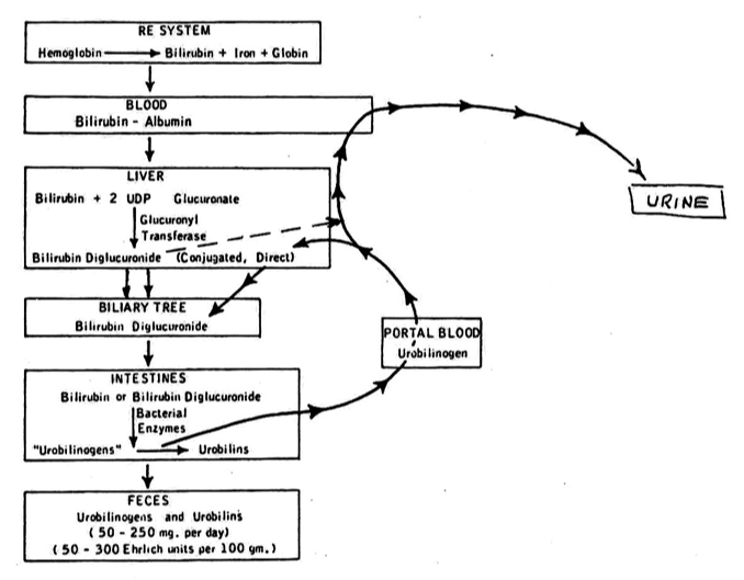 <p>When a RBC is old and gets broken down, the porphyrin ring releases unconjugated bili&nbsp;</p>