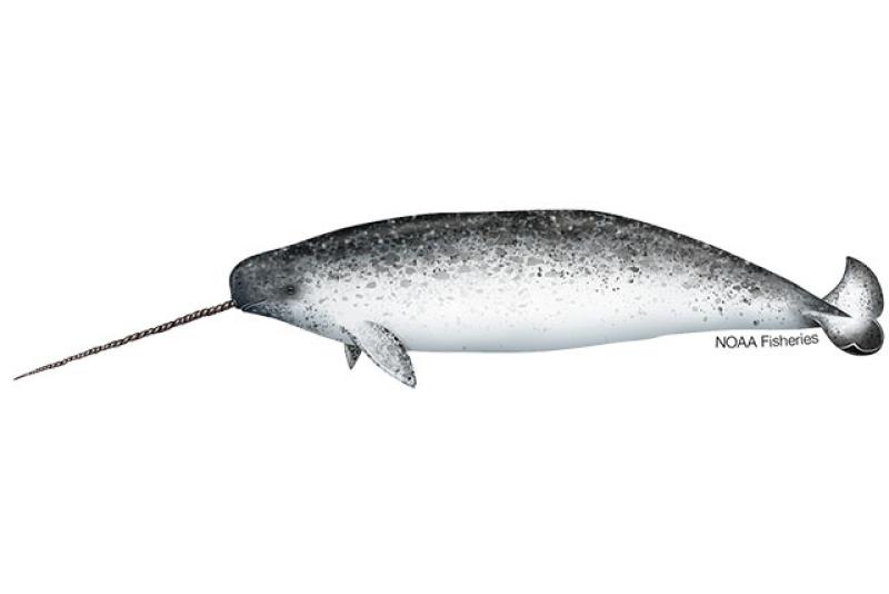 What’s the scientific name of the narwhal?