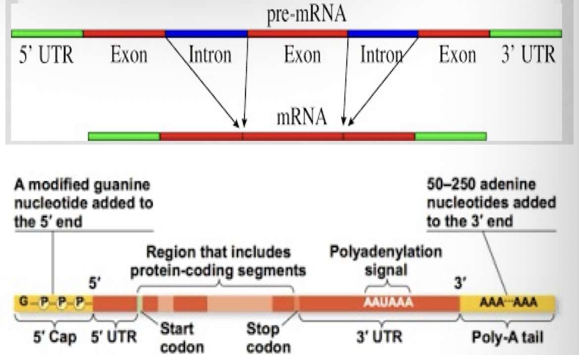 <ul><li><p>adding a 5’ CAP region to protect mRNA from degradation and provides site for ribosomes to attach</p></li><li><p>Adding a Poly-A tail to help transport out of the nucleus and provides greater protection to the mRNA</p></li></ul><p></p>